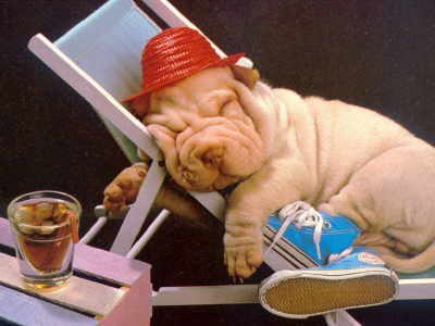 красная шапочка по собачьи