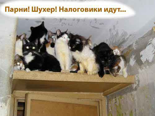 котяра слева не при делах)