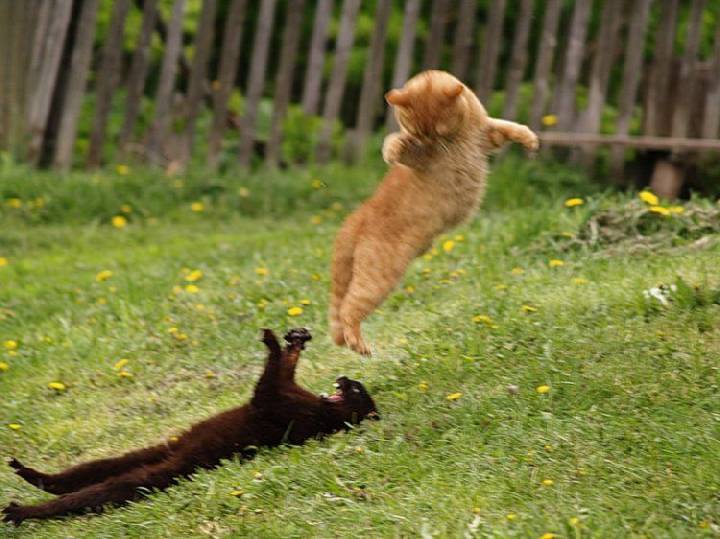 Эй, вратарь, - готовься к бою!