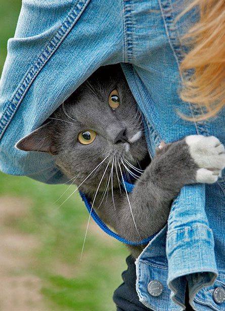 И шо то ты смотришь... Кот я, а не кошка..!!!