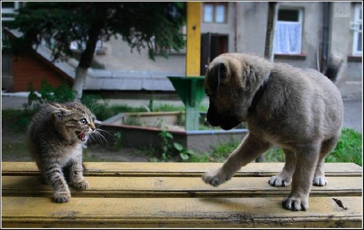 Ну, и кто из нас с.ка...?