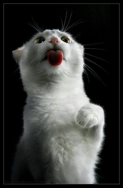 Дай валерьянки лизнуть...!!!