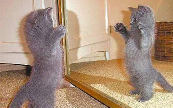 Молодость Чеширского кота: проходим за зеркало и... медленно исчезаем!