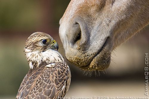 Летай - соколом, ходи - конём!