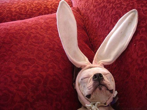 после корпоратива ищи во сне позитива!