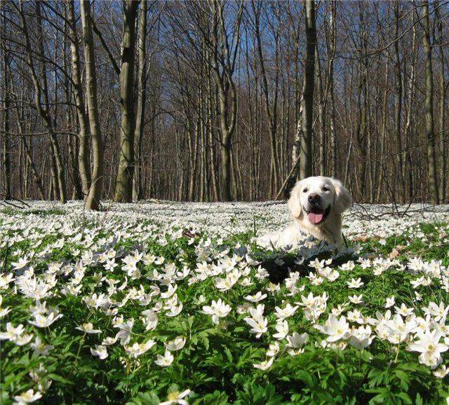 Собачья радость