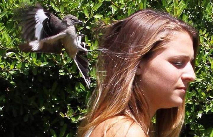 Нашла на лошади блоху...!!!