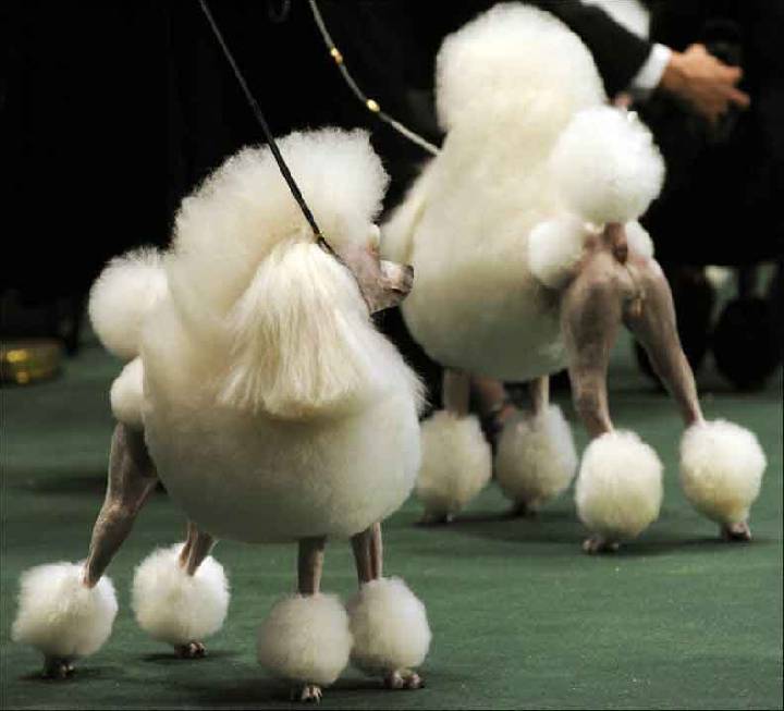 Хозяйку бы так нагишом выставить!