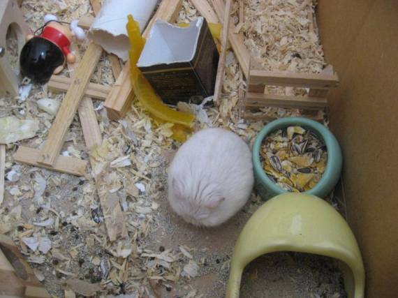 Хомяк сферический в вакууме!