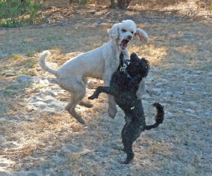 Семейные разборки.