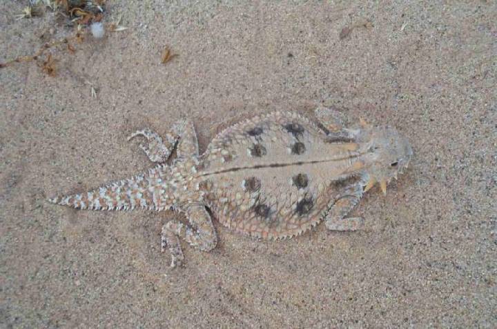 Не ешь меня, козлёночком станешь...!!!