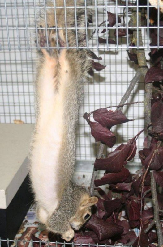 белка... повесилась