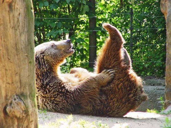 Ржу не могу!-Они это забором называют!