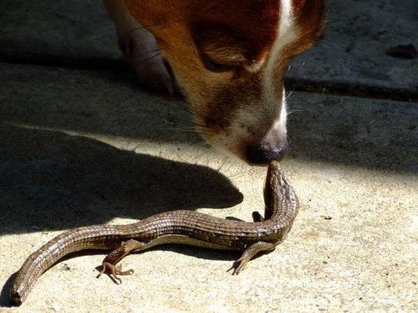 А ты вкусный?