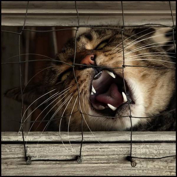 Не будить, не кантовать, кормить жидкой едой через соску!