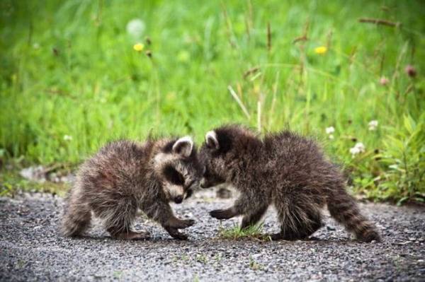 Щас забодаю!