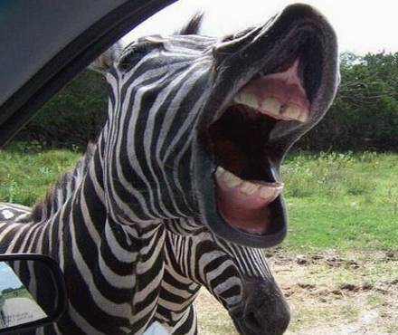 Потомок бременских музыкантов