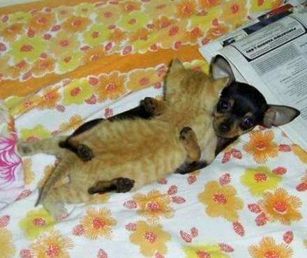 это не то что ты подумал