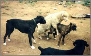 Ну, дпоустим, спутал... Да ему света белого не видно...!!!