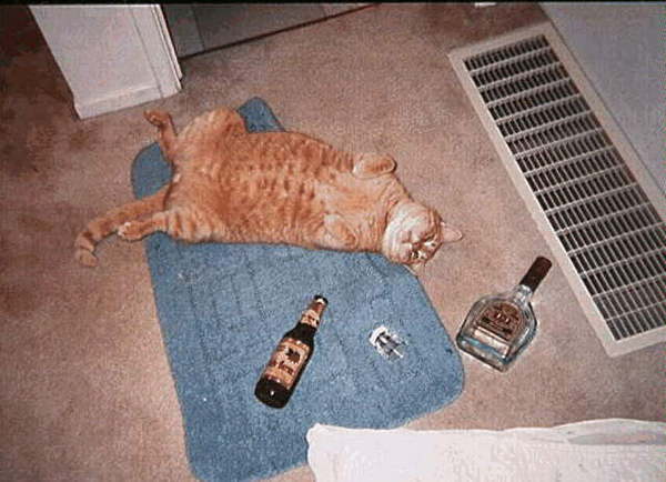 сова, открывай, медведь пришёл