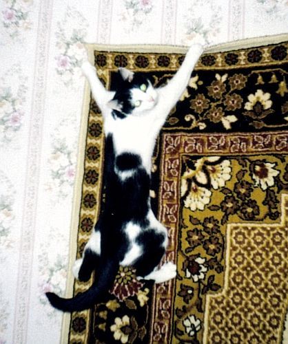 хозяин, отрежь когти-я застрял