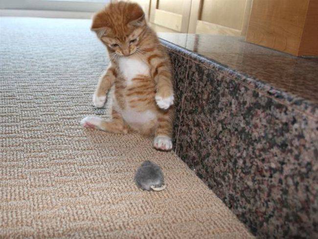 Мышка, а где компьютер?