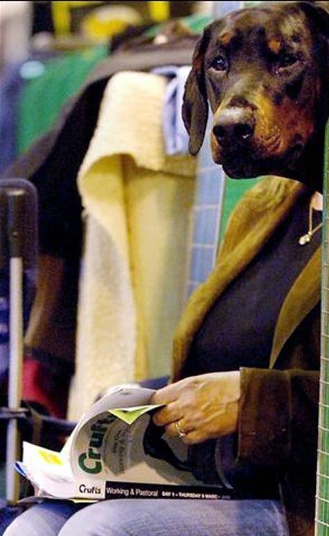 Что Будет,Если Собаки Захватят Планету.